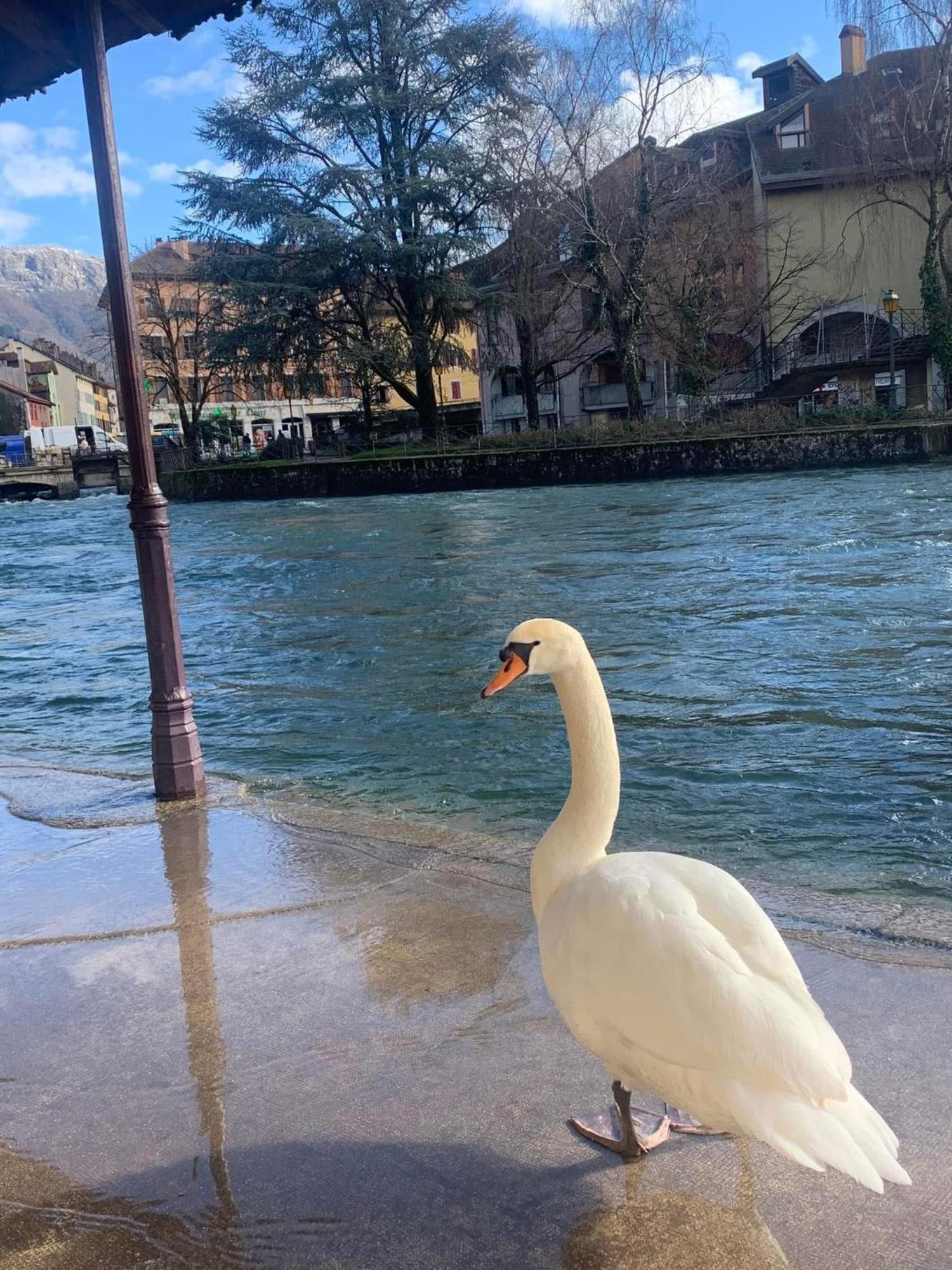 La Petite Venise Des Alpes, Ultra Centre 1 A 5 Pers Apartment Annecy Ngoại thất bức ảnh